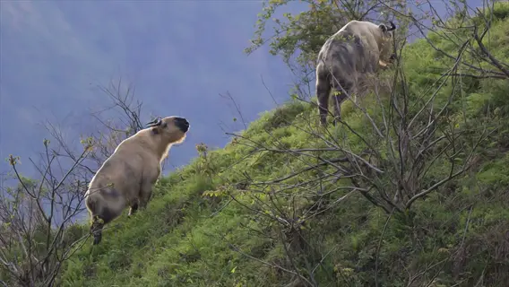 native habitat wildlife: two takins (goat-antelopes) traversing a steep grassy mountainside with misty valley backdrop