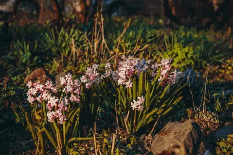 native plants four seasons in a sunlit meadow with pink flowering clusters, rocks, and grasses at golden hour