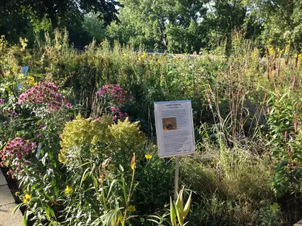 native prairie garden with purple asters, goldenrod, and educational sign in a sunlit park setting with trees