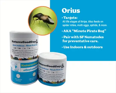 naturesgoodguys orius insidiosus (minute pirate bug) containers for pirate bug pest control against thrips, mites & aphs