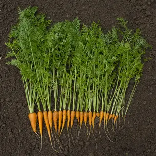 neatly arranged nantes carrot harvest on dark soil, showing uniform slender orange roots with feathery green tops under natural light