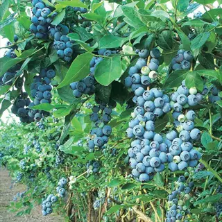 northblue blueberry bushes with ripe dark blue berry clusters growing in a sunny agricultural field
