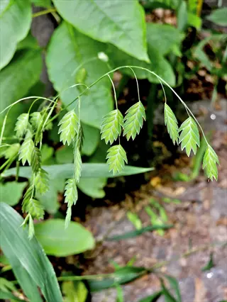 northern sea oats grass with drooping panicles of flattened green spikelets among lush foliage in a shaded garden