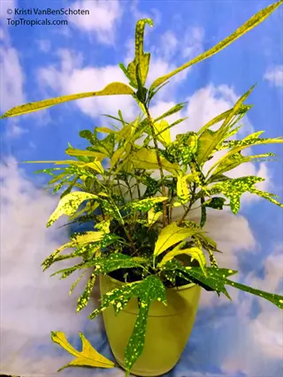 oakleaf croton plant in green pot against blue sky background with watermark text