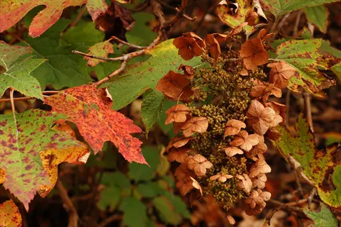 oakleaf hydrangea in fall: dried brown flower heads with large lobed leaves showing vibrant autumn colors of red, orange and yellow in a woodland setting