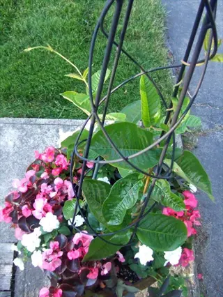 obelisk trellis with vibrant garden flowers including pink begonias, white impatiens, and red blooms