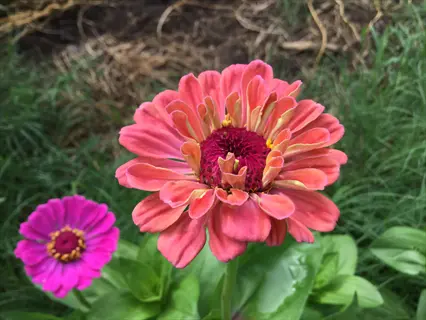 oklahoma zinnia flowers: vibrant orange-pink bloom and smaller pink variety amidst green foliage