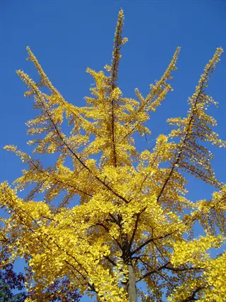 old yellow leaf plant in autumn - vibrant ginkgo tree with bright yellow senescent leaves against clear blue sky