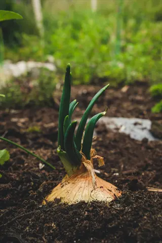 onion bulb with shoulders above soil in a garden setting
