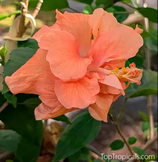 orange tropical hibiscus flower with green leaves
