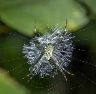 orb weaver spider web: intricate radial web with spiral patterns, centered by a patterned arachnid with long legs against green foliage