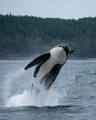 orca whale breaching above ocean surface with forested shoreline in the background. orca whale ocean surface