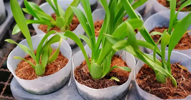 orchid care during three-month fertilizing delay: young orchids in propagation pots with coconut coir medium, awaiting diluted fertilizer application later
