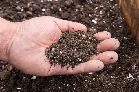organic fertilizer application: hand holding nutrient-rich dark compost with white mineral amendments, ready for garden soil enrichment