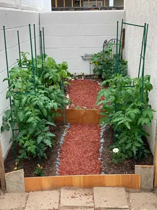 organic garden no pesticides: tomato plants in raised beds with mulch paths, 'secret garden' sign on wall (step 6: eliminate pesticides completely)