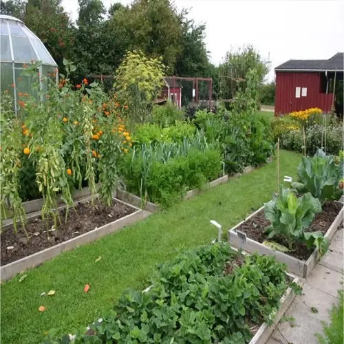 organized crop rotation garden rows with raised beds of vegetables and flowers, greenhouse, and red shed in the background