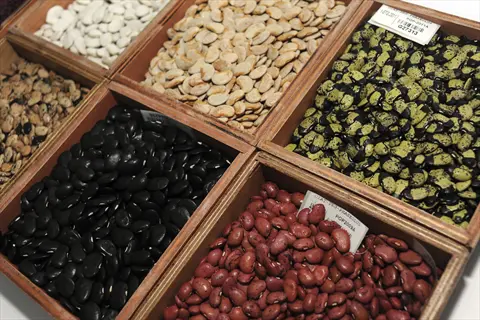 organized wooden trays displaying diverse bean varieties (different colors/sizes), labeled seed collections highlighting genetic diversity in agriculture