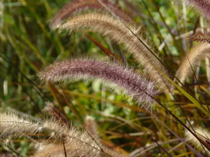 ornamental grass fountain grass with fuzzy purple and beige plumes