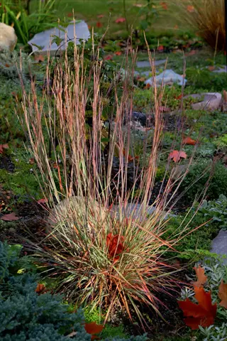 ornamental little bluestem grass showcasing blue-green bases and reddish-purple tips in a garden setting with rocks and autumn foliage