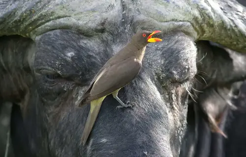 oxpecker bird with red eye perched on african buffalo's head, showcasing mutualistic relationship in savanna