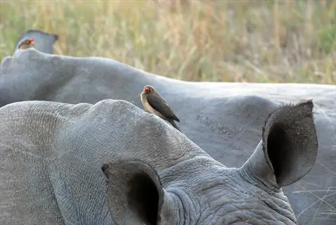 oxpeckers perched on rhinoceros in savannah grassland, demonstrating symbiotic relationship