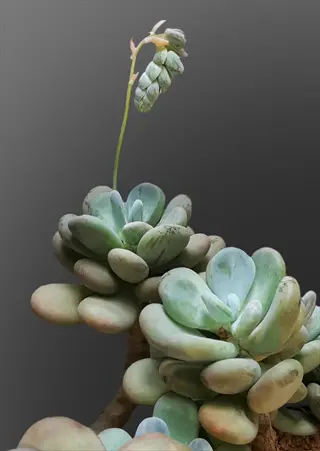 pachyphytum oviferum moonstone succulent with plump powdery green leaves and flowering stalk against gray background