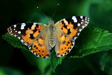 painted lady butterfly (vanessa cardui) with distinctive orange, black, and white patterned wings resting on a green leaf