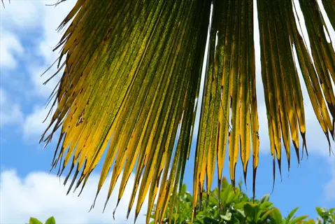 palm leaf exhibiting magnesium deficiency leaves with yellowing at edges and tips, set against blue sky with scattered clouds