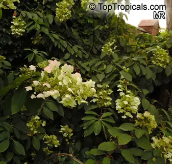 panicle hydrangea cone flowers blooming among lush green foliage