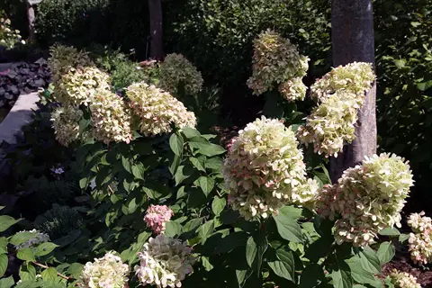 panicle hydrangea 'limelight' in full bloom with large conical lime-green flower heads edged in pink, surrounded by lush green foliage in a sunny garden