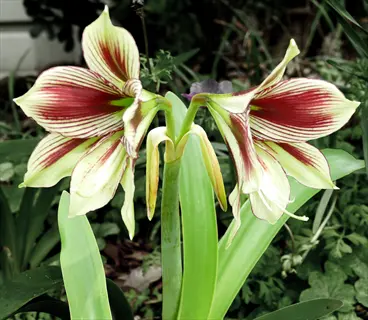 papilio butterfly amaryllis flower showcasing white petals with vivid red stripes, upright green stems, and lush foliage backdrop