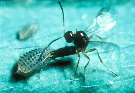 parasitic wasp attacking an aphid on a blue-green surface