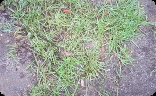 patchy bermuda grass lawn growing on concrete with scattered leaves and debris