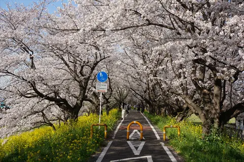 pathway under an arch of blooming yoshino cherry blossoms, yellow flowers, and a blue road sign