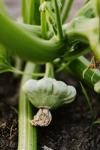 pattypan squash growing in a garden with green stems and soil