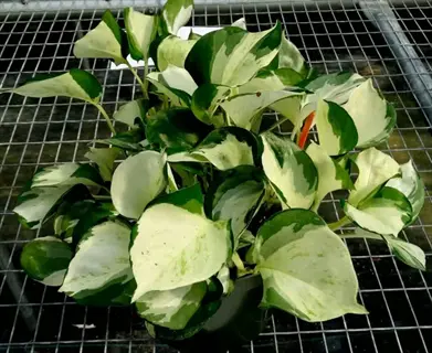 pearls jade pothos plant with variegated green and white leaves in a pot on a greenhouse mesh table