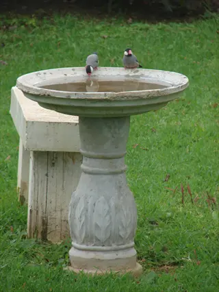 pedestal bird bath in garden with two birds perched, surrounded by grass and wooden bench