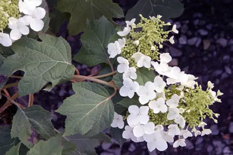 pee wee oakleaf hydrangea with white flower clusters and large lobed green leaves