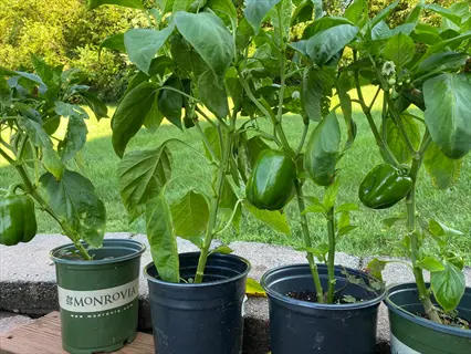 pepper seedlings garden with mature green pepper plants in pots outdoors, monrovia label visible