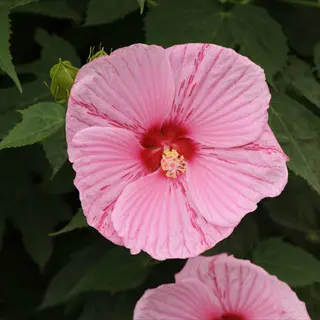 peppermint schnapps hibiscus flower in pink with red center and green foliage