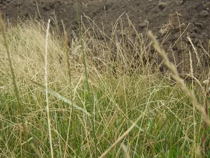 perennial ryegrass lawn showing mixed green and dormant brown blades with a dirt background