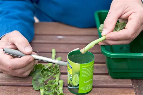 person applying rooting hormone powder to a plant cutting using a green container labeled 'organic rooting hormone' - propagation process shown