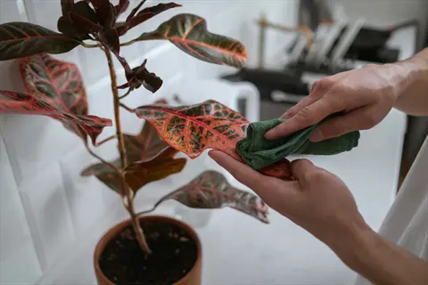 person cleaning plant leaves with green cloth to remove pests or dust from potted croton plant