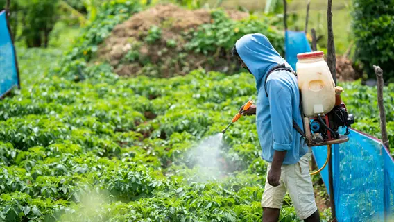 person fertilizing vegetable plants in a field using a backpack sprayer, demonstrating strategic fertilization by stage