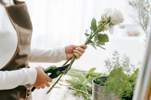 person in brown apron selecting healthy white rose stems for cutting with pruning shears in a bright indoor gardening setting