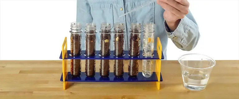 person in denim shirt using pipette over glass test tubes with seeds in soil, arranged in blue rack on wooden table with water glass