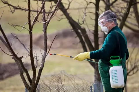 person in protective gear applying dormant oil spray to tree bark during winter for pest control