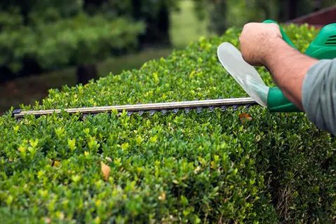 person using green hedge trimmer on dense blight resistant boxwood hedge