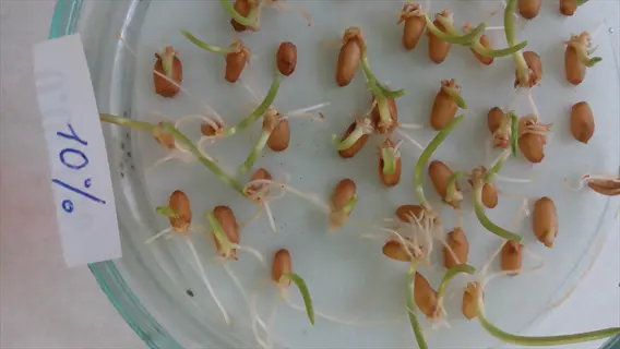 petri dish showing seed germination sprouting: multiple seeds with emerging roots and shoots at various stages. labeled '10%'