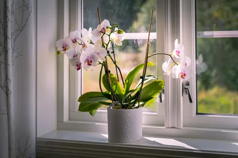 phalaenopsis orchid near window in white pot on windowsill, pink-tinted blooms with green leaves, garden view through glass